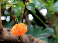 madeira