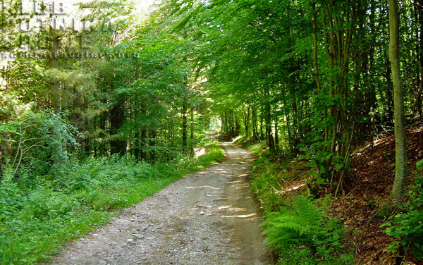 staza-zdravlja