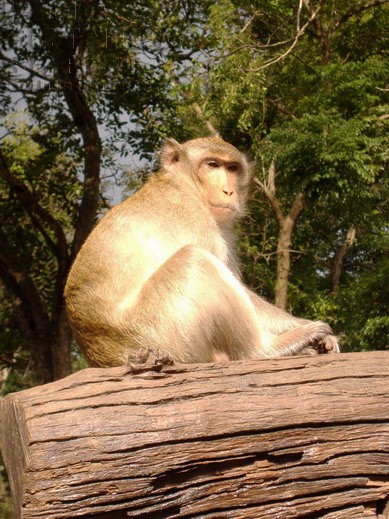 thailand monkey, majmun, tajland