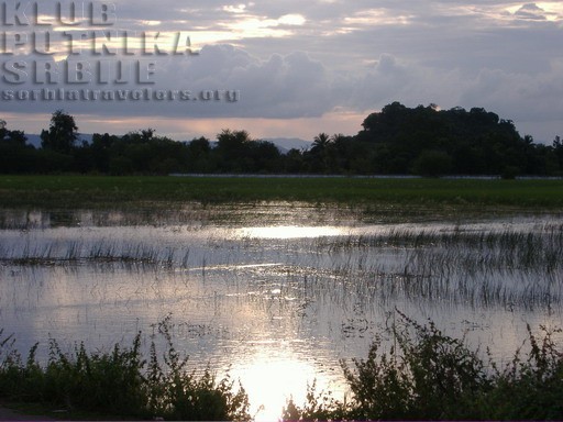 rice fields