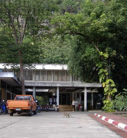 thailand, tajland, monkey, majmun