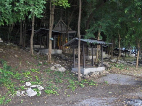 jungle