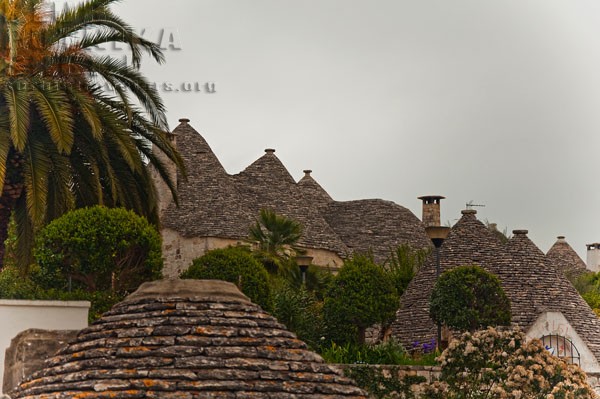 alberobelo