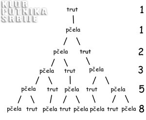 Loza pčela (gleda se od dole)
