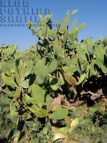 cactus, damascus, syria