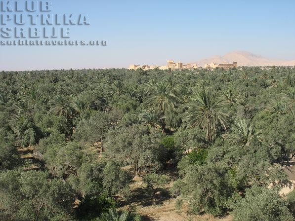 palmyra