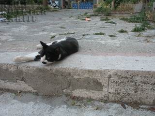 Resize of luka 112.jpg
