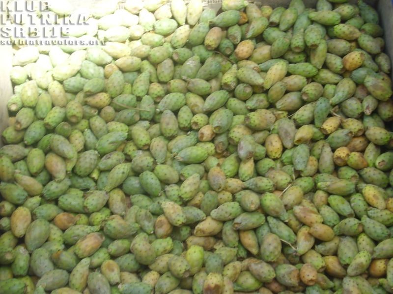 cactus fruits