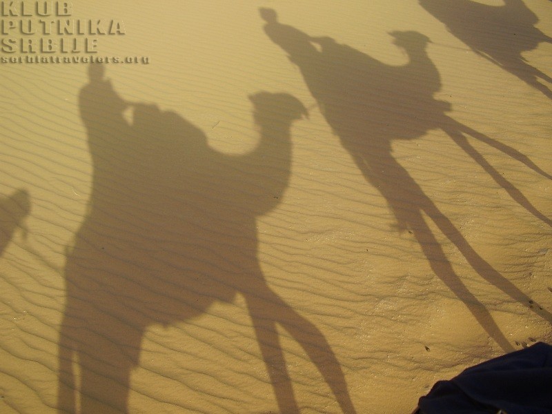 desert camel shadow