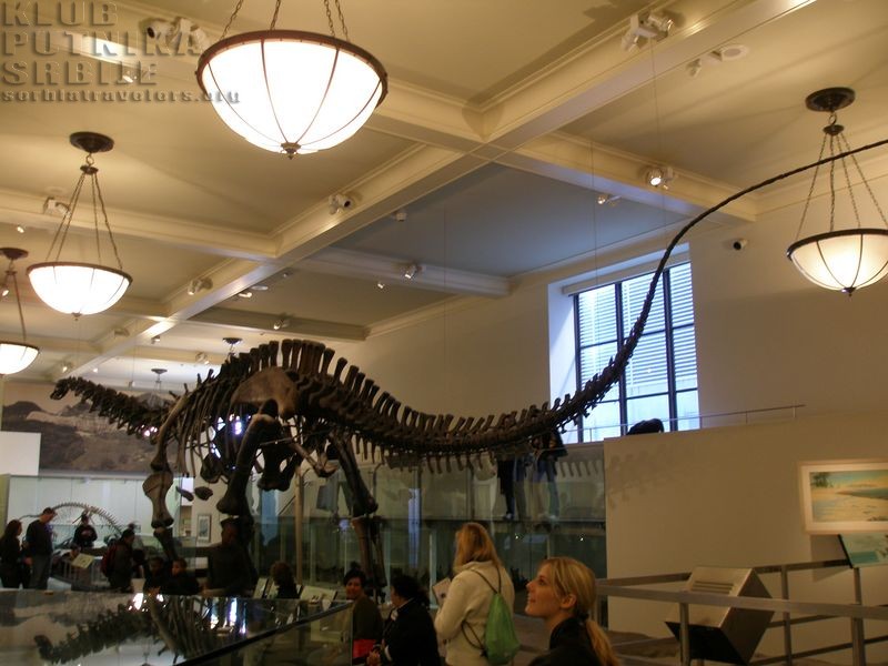 Apatosaurus