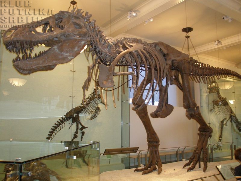 tRex