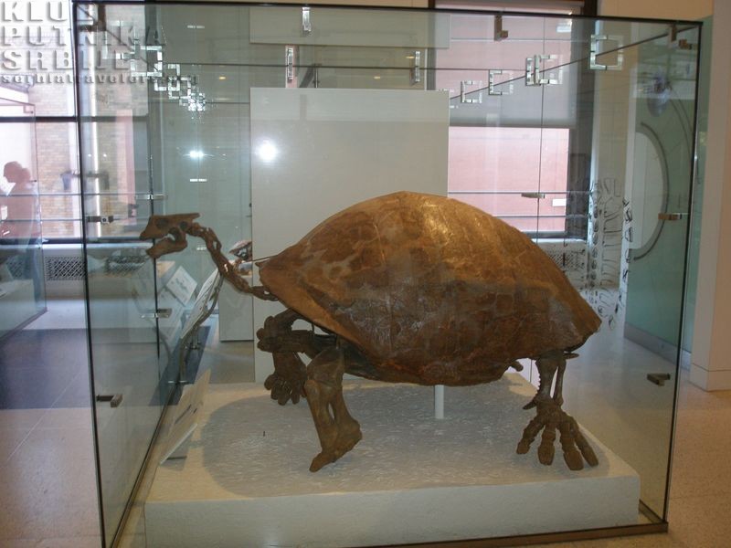 paleokornjaca