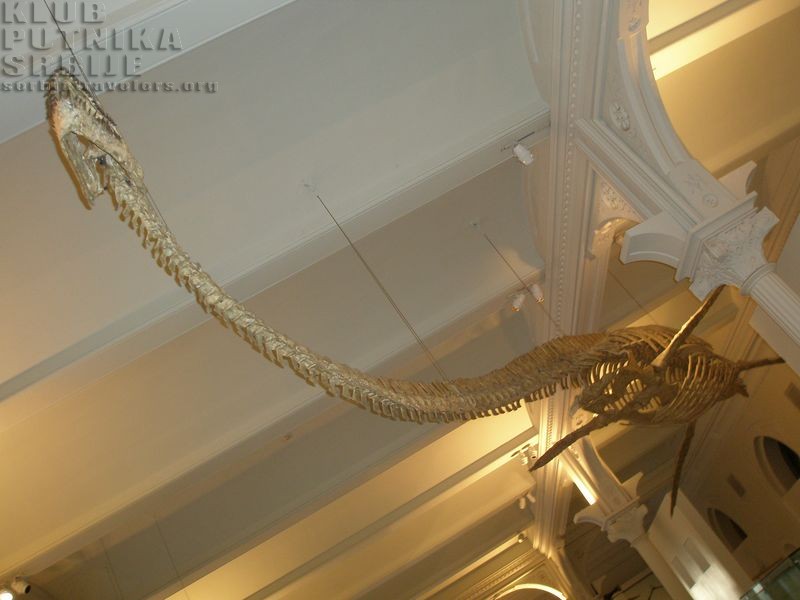 Ihtiosaurus