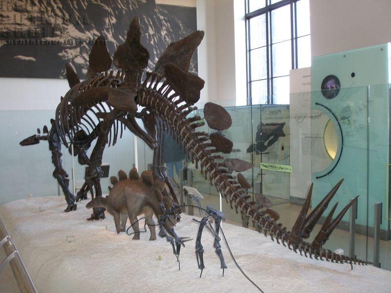 Stegosaurus