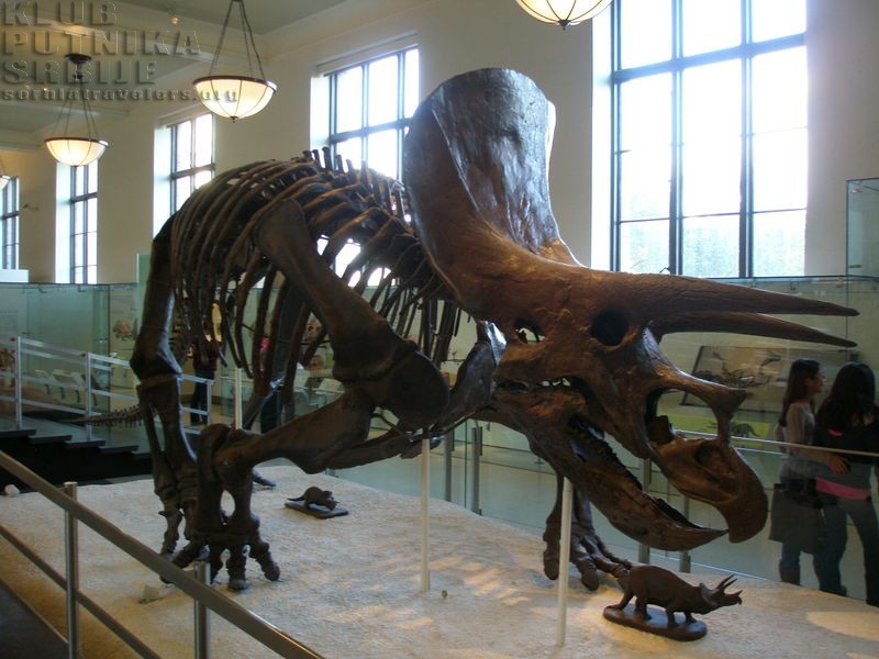 Triceratops