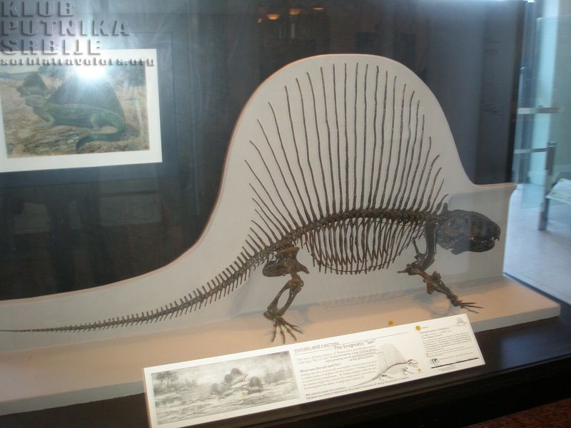 Dimetrodon
