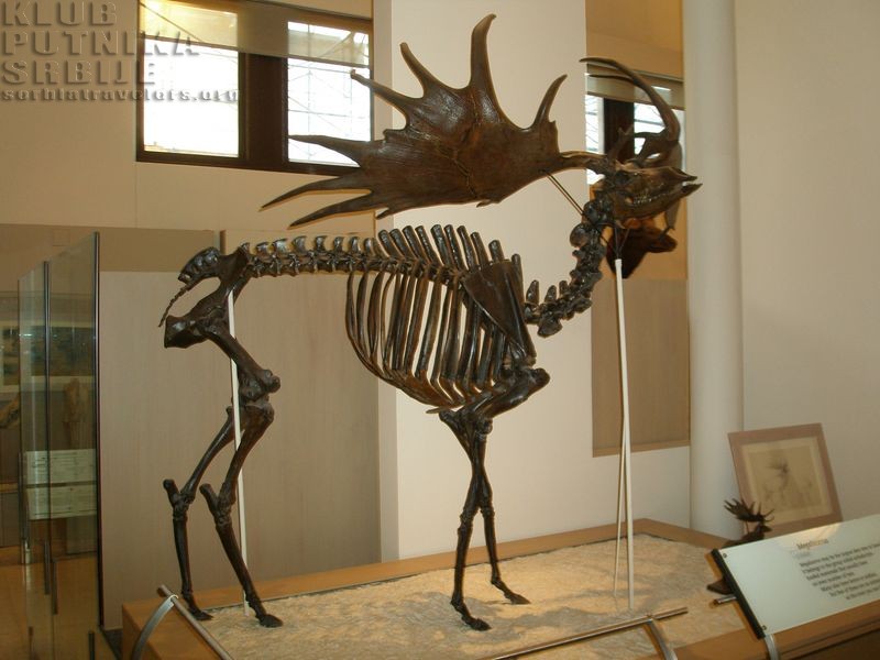 Megaloceros