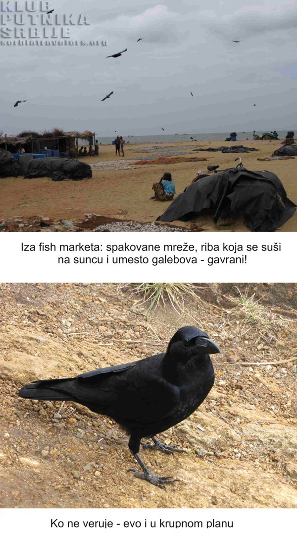 Gavrani na plaži