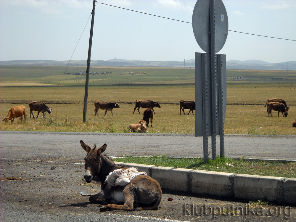 kars-magarac
