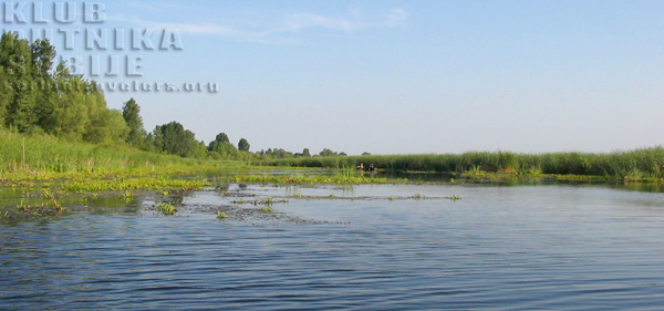 zasavica
