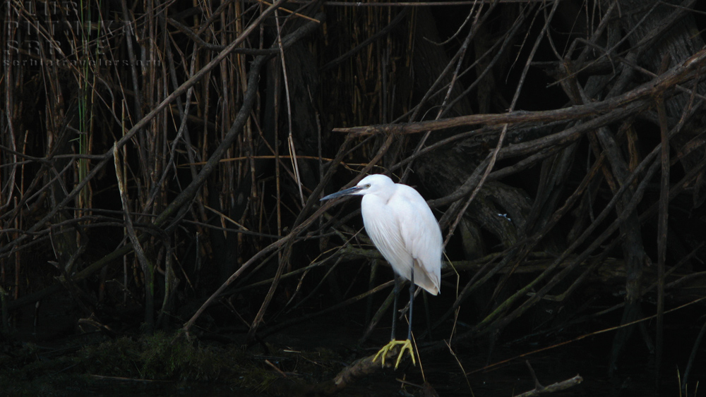ptica ibis