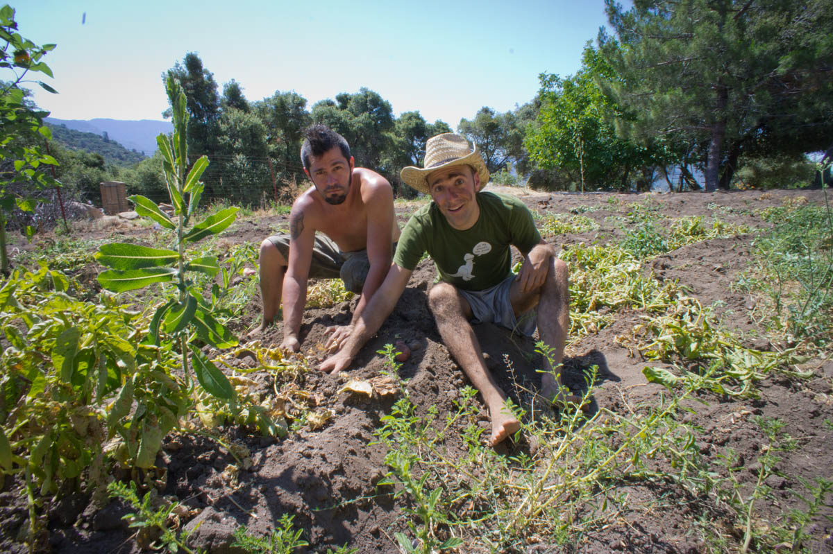 WWOOF: Volontiranje na organskim farmama širom sveta