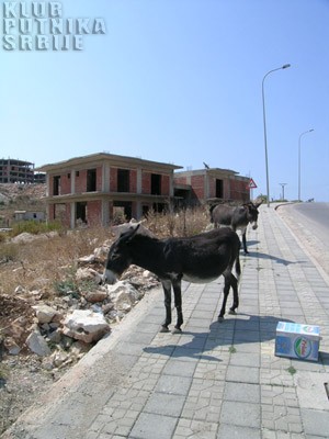 donkey