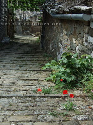 Mikro Papigo