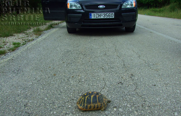 kornjača na putu