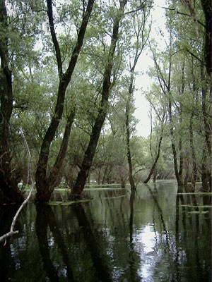 arkanj, koviljski rit