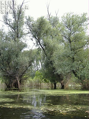 koviljski rit