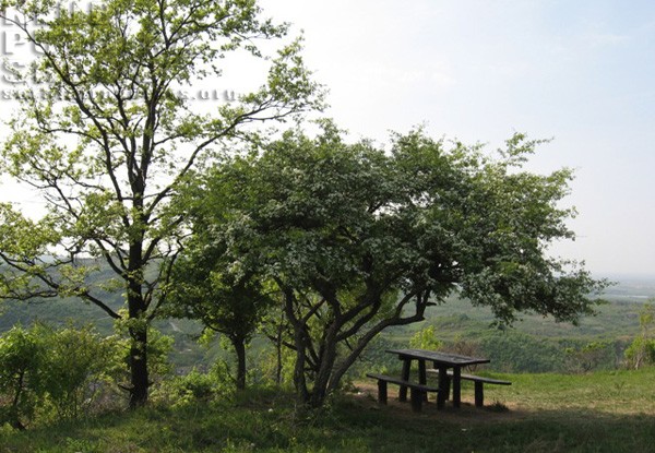 fruska gora