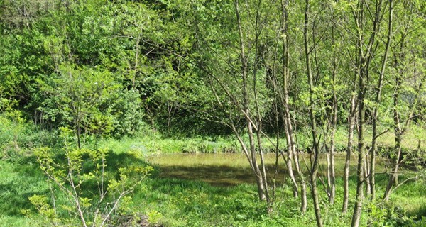fruska gora