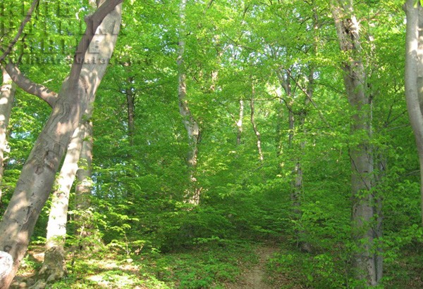 fruska gora
