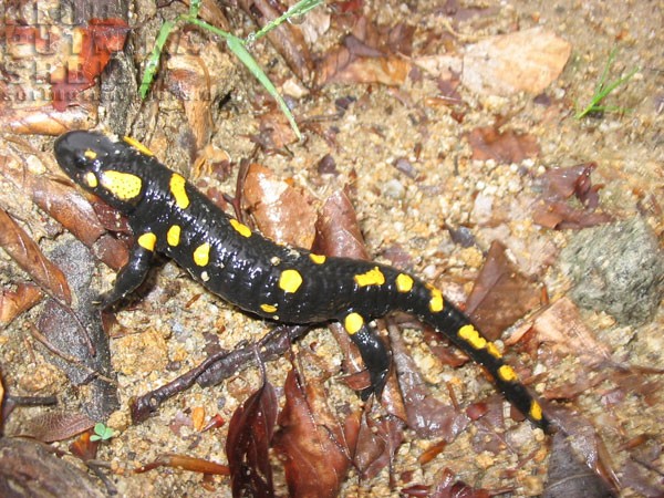 daždevnjak