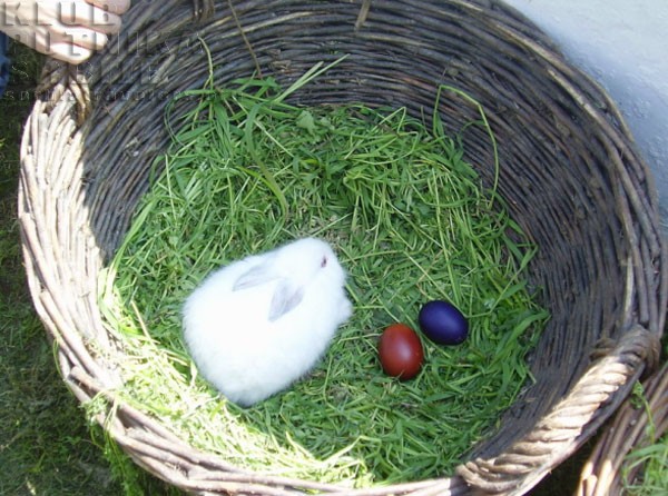 mokrin etno kuća