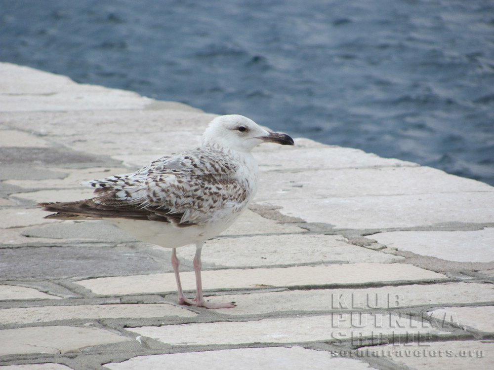 galeb