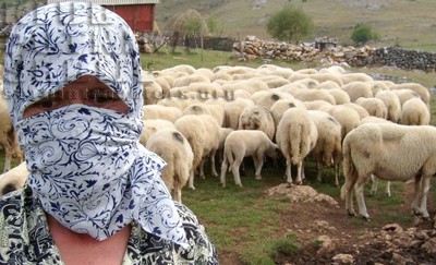 pesterska visoravan