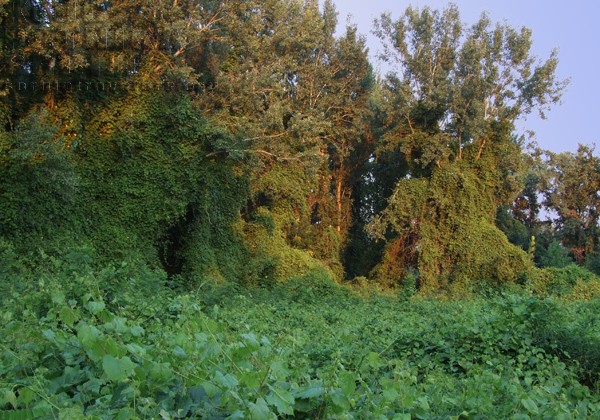veliko ratno ostrvo