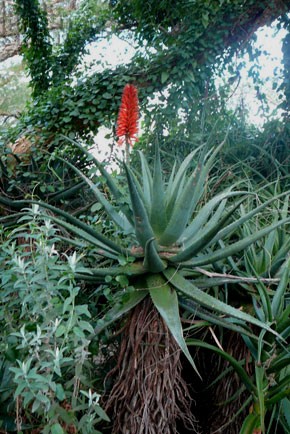 red flower africa