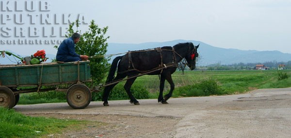 Pirot