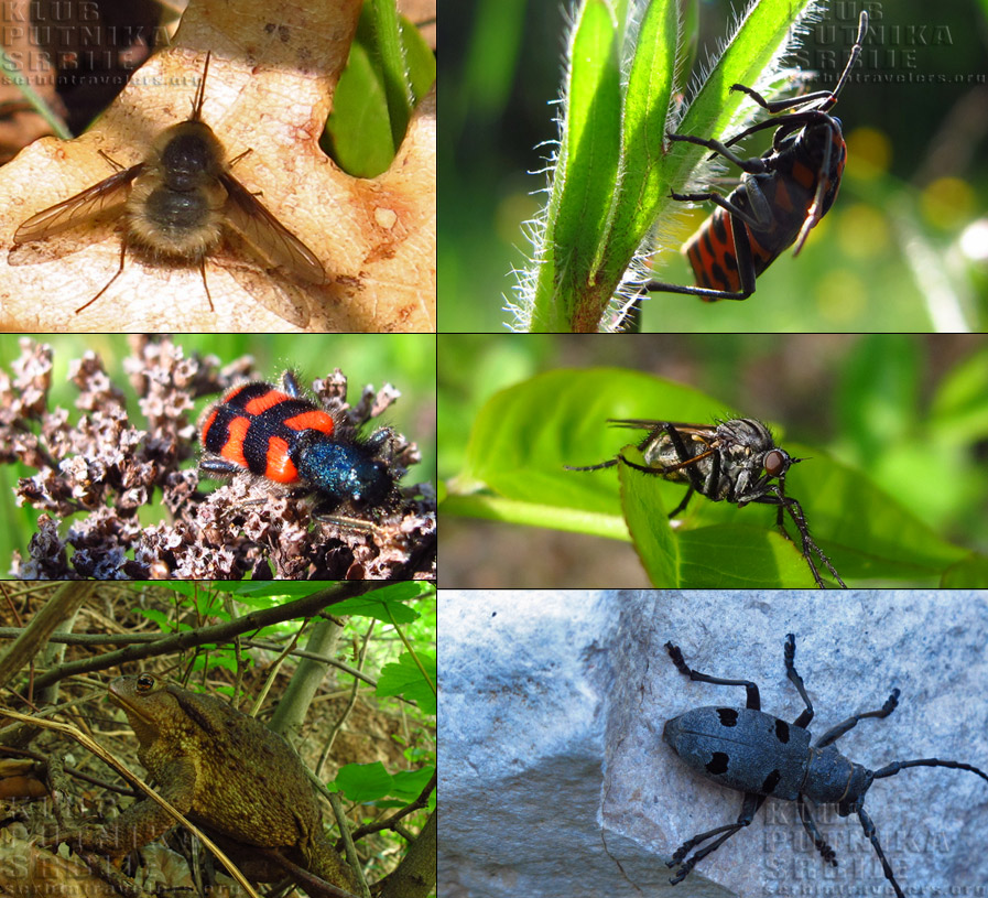 insekti