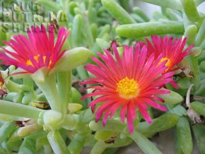 desert flowers, cveće u pustinji