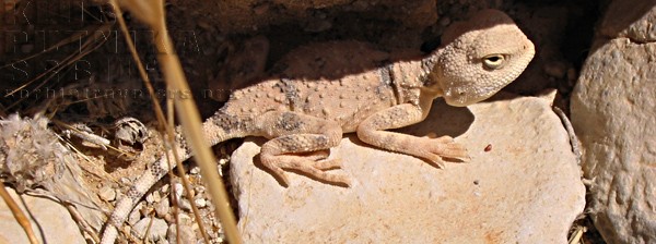 palmyra lizard
