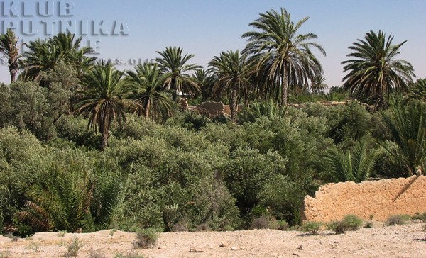 palmira, palmyra, oaza, oasis
