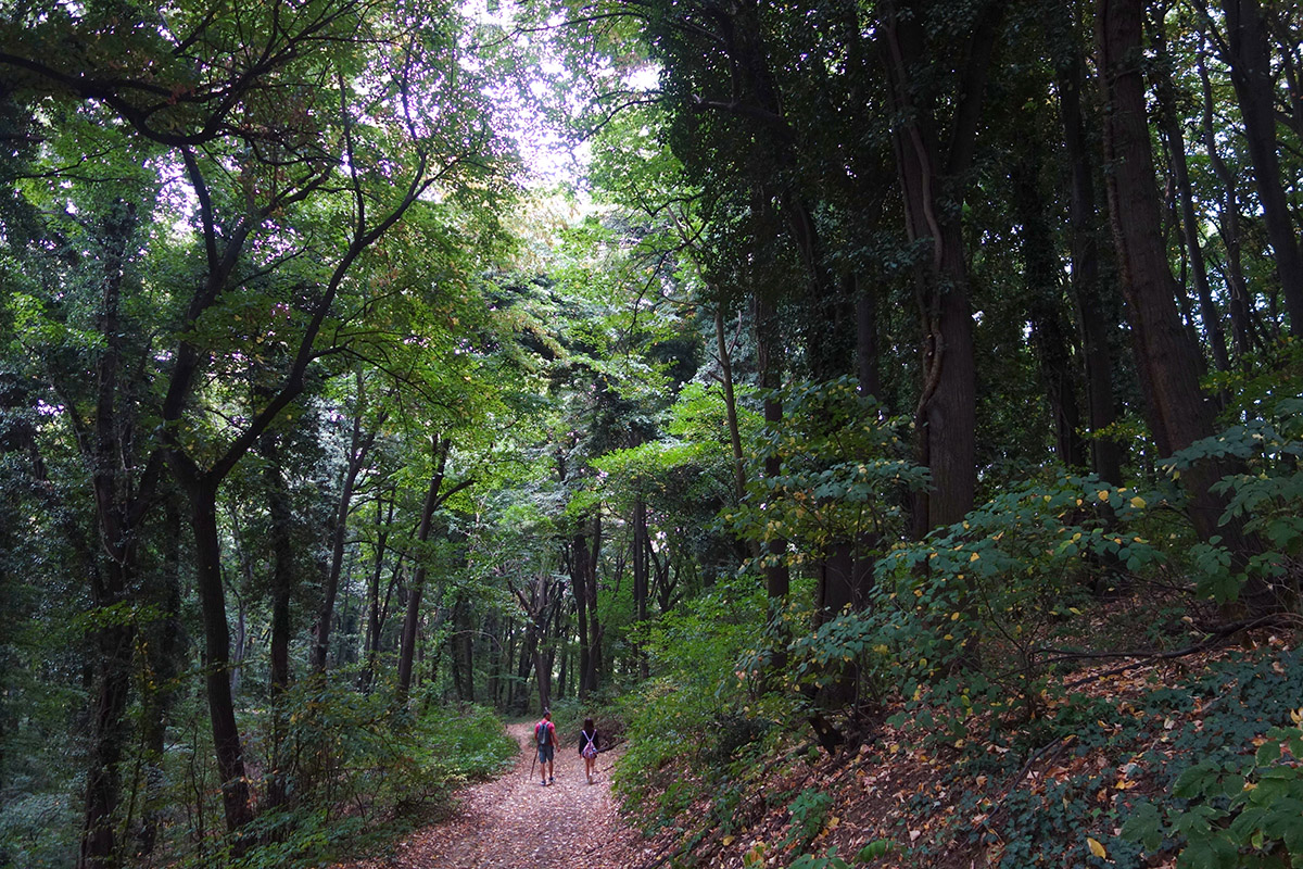 Šinrin-joku i ekopsihologija